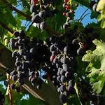 Incaffi Séjour à la ferme *
