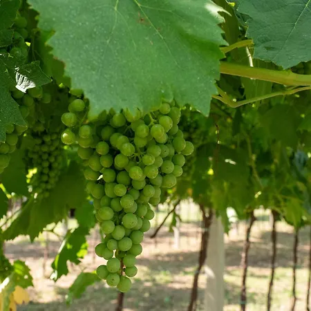 Alojamento de Turismo Rural Incaffi